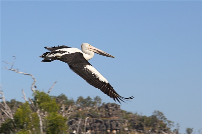 _800Mt Borradaile - Cooper Creek_5679_mm_3_Pelican